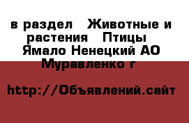 в раздел : Животные и растения » Птицы . Ямало-Ненецкий АО,Муравленко г.